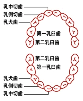 乳歯の名前と生える時期