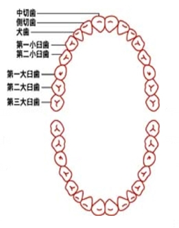 乳歯の生え替わりの時期